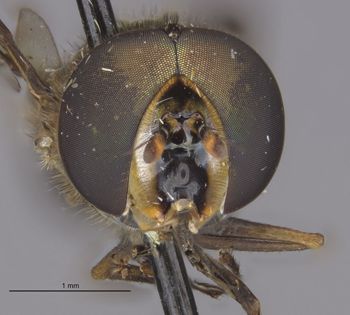 Media type: image;   Entomology 23787 Aspect: head frontal view